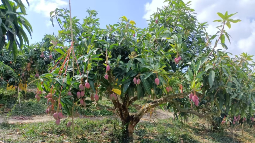 pp电子·模拟器(试玩游戏)官方网站