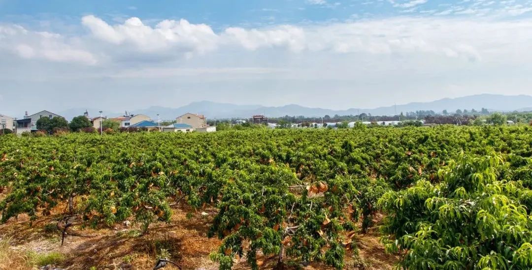 pp电子·模拟器(试玩游戏)官方网站