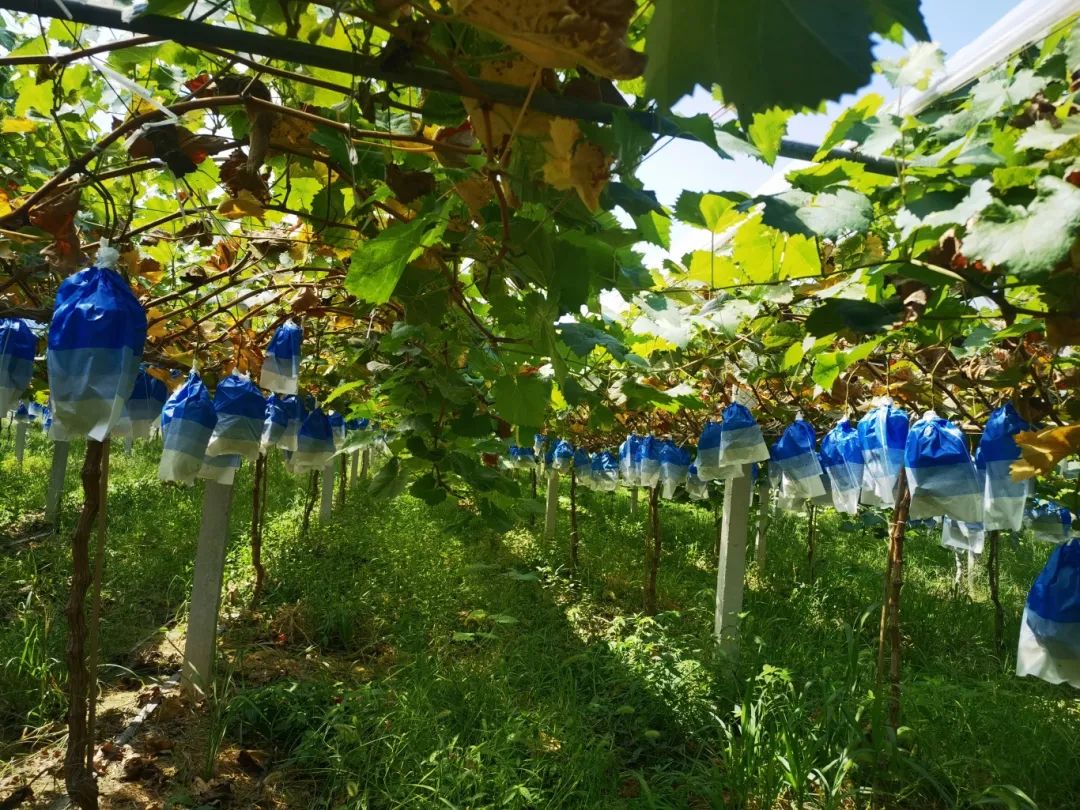 pp电子·模拟器(试玩游戏)官方网站